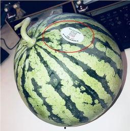 纸飞机网红吃瓜,揭秘娱乐圈幕后风云